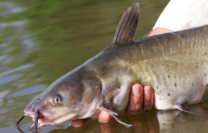 Open Carry Catfish