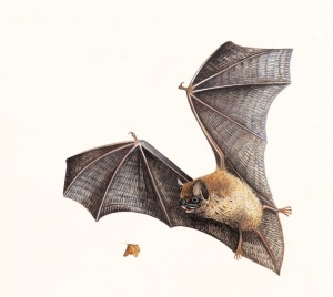 bat1